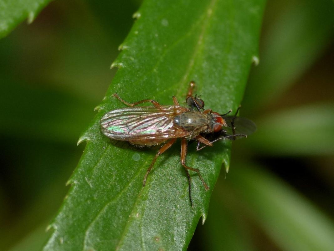 Piccolo Scatophagidae (?) che ha predato un altro dittero